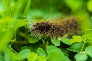 close up black hairy caterpillar on green leaves