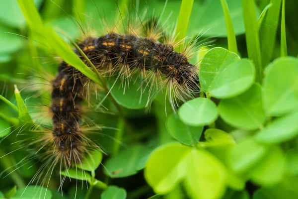 Close Black Hairy Caterpillar Green Leaves — Stockfoto