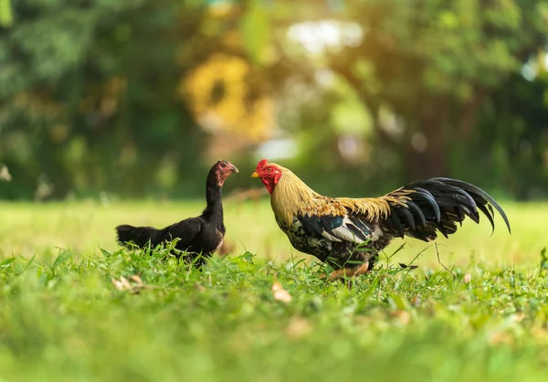 Rooster Cock Hen Grass Field — 图库照片