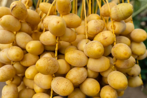 Close Yellow Fresh Dates Bunch Hanging Date Palm Tree — Zdjęcie stockowe