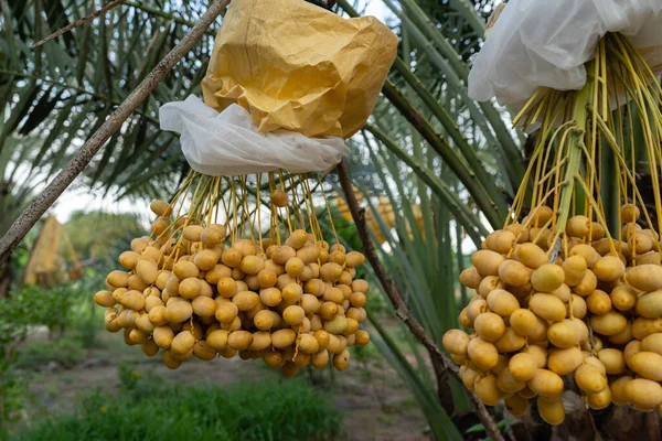 Close Yellow Fresh Dates Bunch Hanging Date Palm Tree — Zdjęcie stockowe