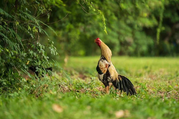 Rooster Cock Grass Field — Stock Photo, Image