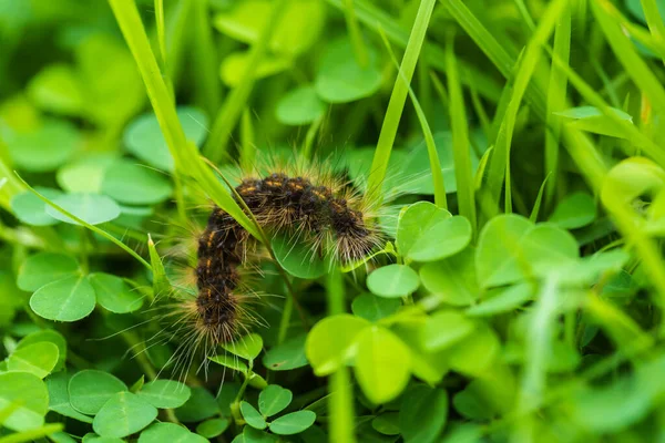 Close Black Hairy Caterpillar Green Leaves — Foto Stock