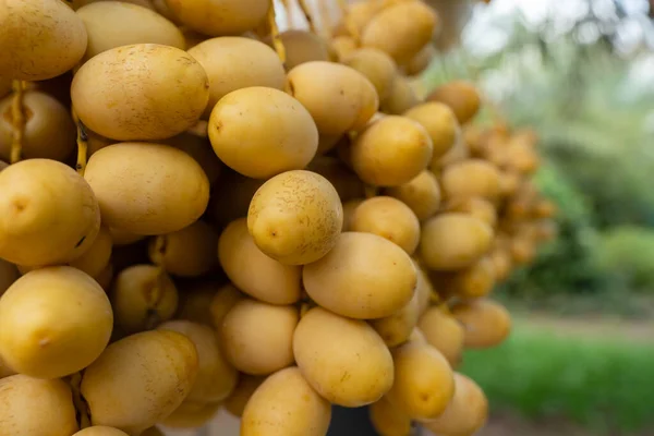 close up yellow fresh dates bunch hanging from a date palm tree