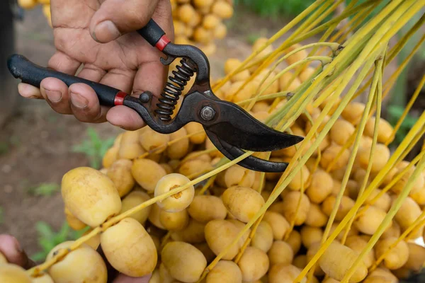 Close Cutting Fresh Dates Bunch Hanging Date Palm Tree — Photo