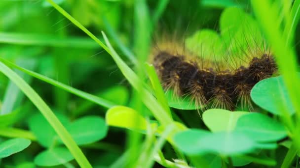 Close Black Hairy Caterpillar Crawling Leaf — Video Stock