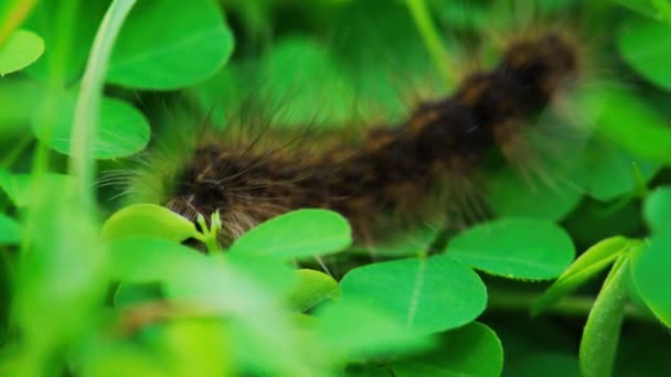 Close Black Hairy Caterpillar Eating Leaf — Stok video