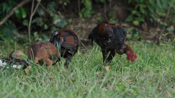 Rooster Cock Hen Eating Grass Field — Stok video