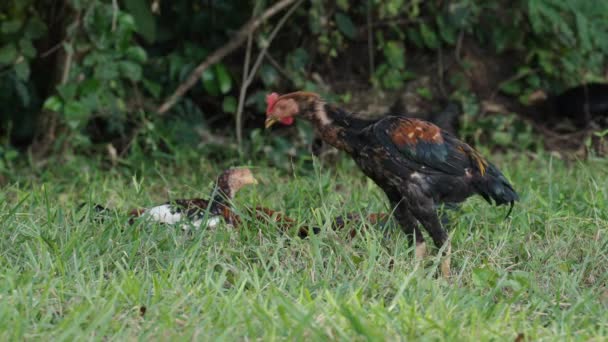 Slow Motion Rooster Cock Grass Field — Stock Video