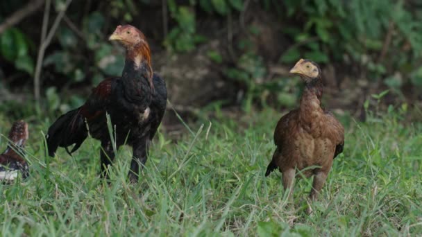 Rooster Cock Hen Grass Field — Wideo stockowe