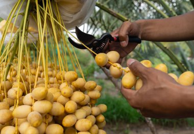 close up cutting fresh dates bunch hanging from a date palm tree