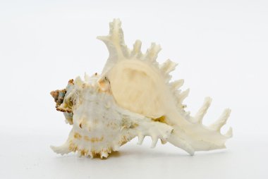 Beyaz arka planda deniz kabuğu