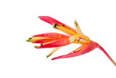 beyaz zemin üzerine kırmızı orkide