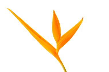 beyaz zemin üzerine sarı orkide