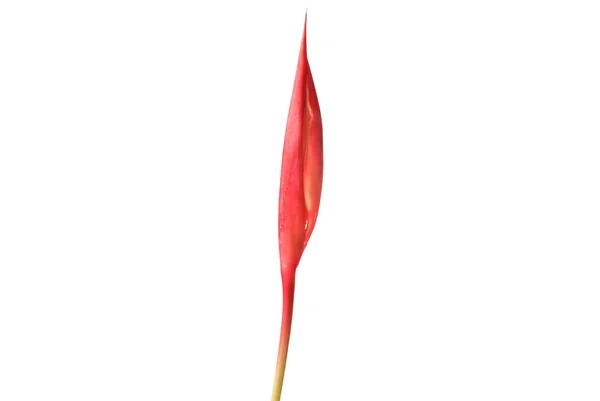 Orquídea Vermelha no fundo branco — Fotografia de Stock