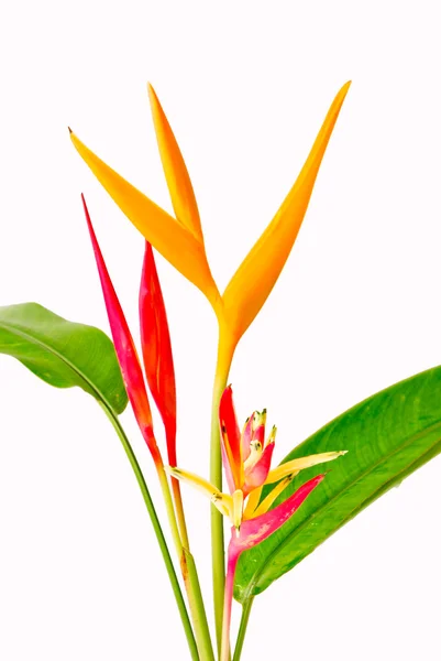 Geel en rood orchid op de witte achtergrond — Stockfoto