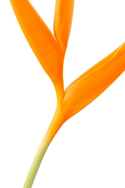 Gelbe Orchidee auf weißem Hintergrund — Stockfoto