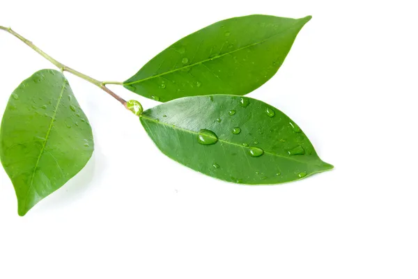 Löv och vatten droppe på den vita bakgrunden — Stockfoto