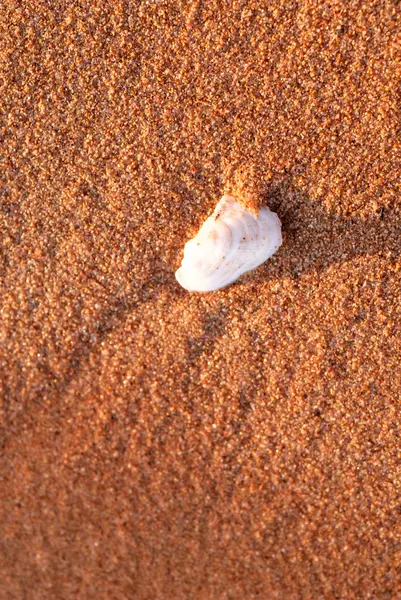 Op het strand — Stockfoto