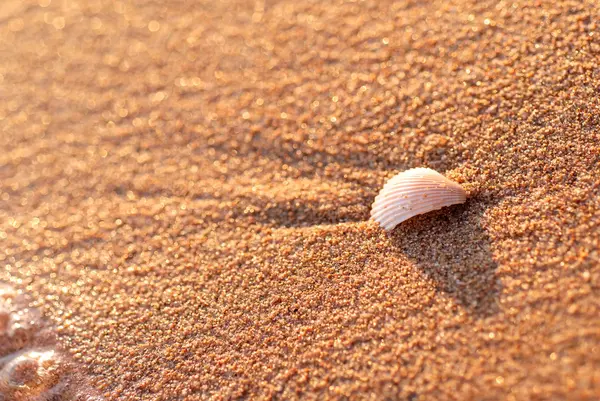 On the Beach — Stock Photo, Image