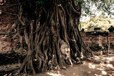 Buda kafa kökleri tarafından çevrili