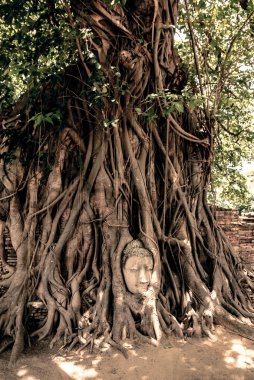 Buda kafa kökleri tarafından çevrili