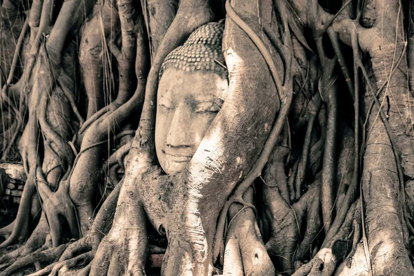 Buddha Head Surrounded by Roots — Stock Photo, Image