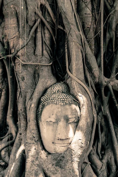 Buddha Head Surrounded by Roots — Stock Photo, Image