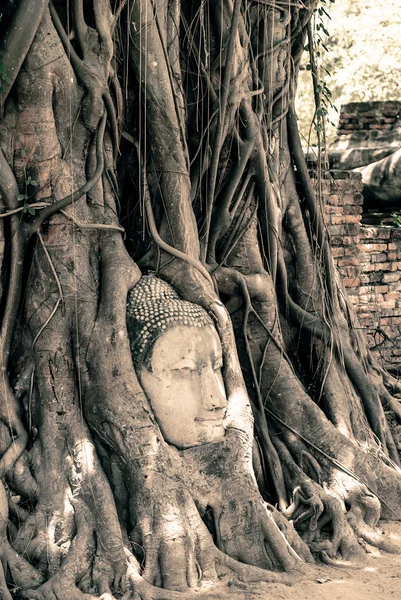 Buddha Head Surrounded by Roots — Stock Photo, Image