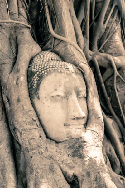 Buddha Head Surrounded by Roots — Stock Photo, Image