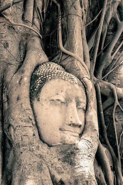 Buddha Head Surrounded by Roots — Stock Photo, Image