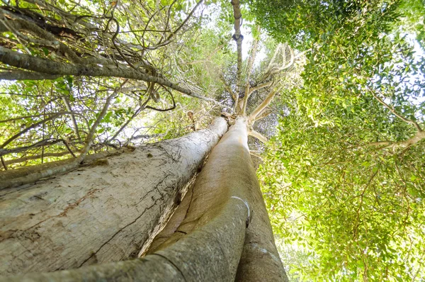 大和高大树木，在考艾国家公园在森林我，泰国 — 图库照片