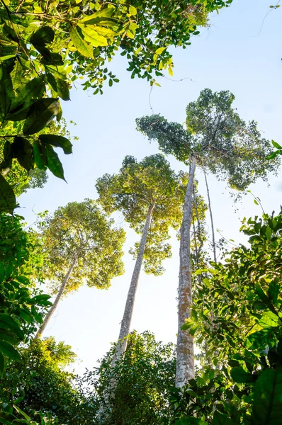 Large and tall trees in the forest at Khao Yai National Park i, Thailand — Stock Photo, Image