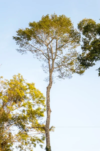 Large and tall trees in the forest at Khao Yai National Park i, Thailand — Stock Photo, Image