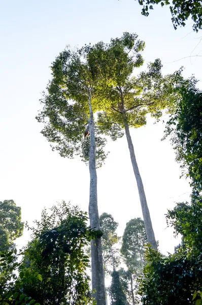 Large and tall trees in the forest at Khao Yai National Park i, Thailand — Stock Photo, Image