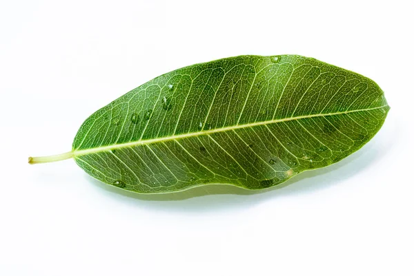 Green leaves — Stock Photo, Image