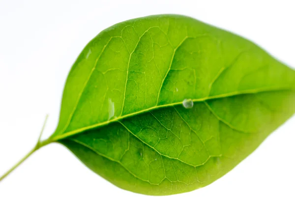 Hojas verdes — Foto de Stock