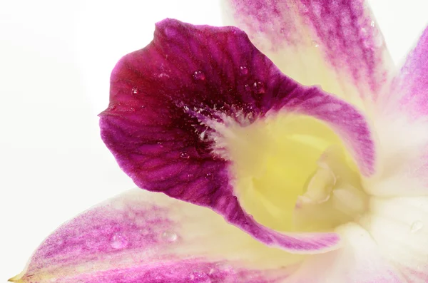 Closeup červené orchideje — Stock fotografie