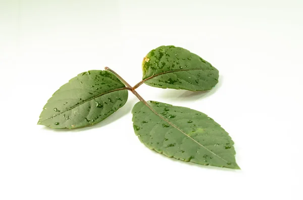 Зелене листя — стокове фото