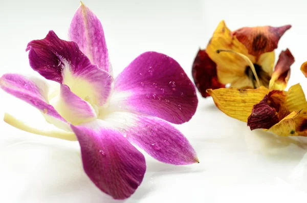 Gros plan des orchidées rouges — Photo
