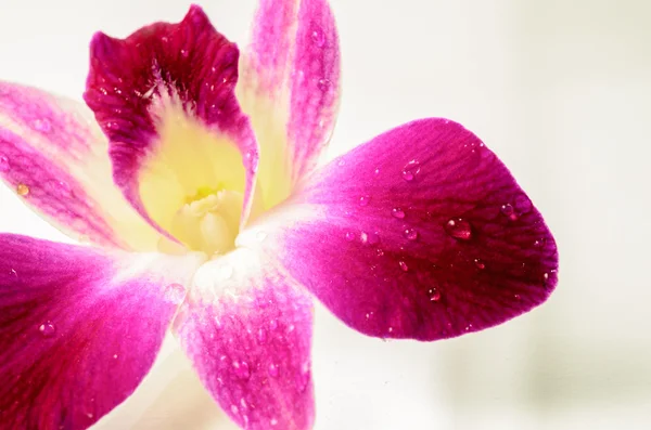 Closeup de orquídeas vermelhas — Fotografia de Stock