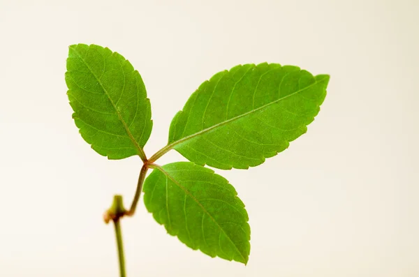 Gröna blad — Stockfoto