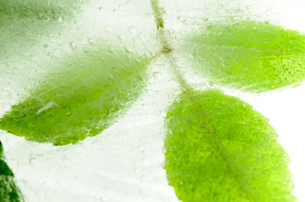 Blatt im Eis eingefroren — Stockfoto