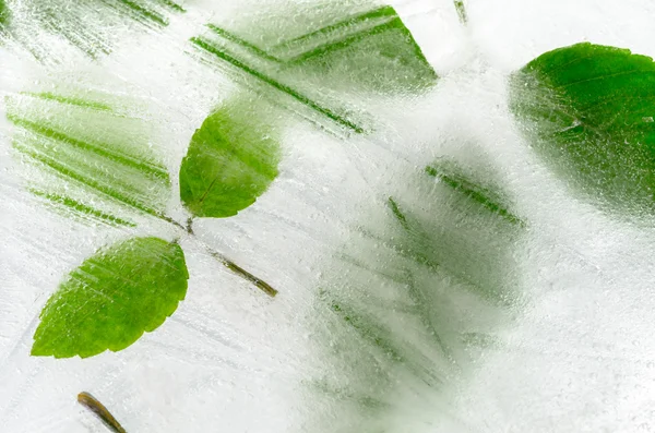 Лист заморожений в льоду — стокове фото