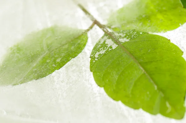 Blad bevroren in ijs — Stockfoto