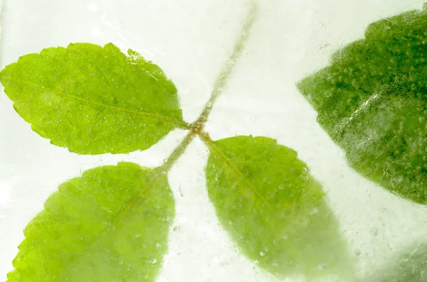 氷の中で凍る葉 — ストック写真