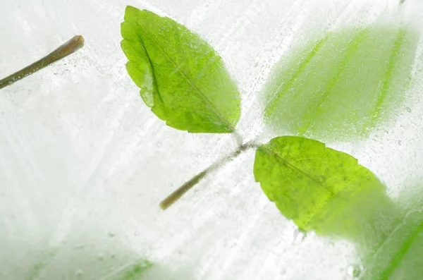 Feuilles congelées dans la glace — Photo