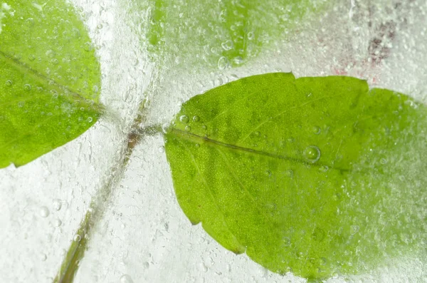 Feuilles congelées dans la glace — Photo