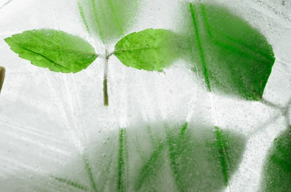 Feuilles congelées dans la glace — Photo