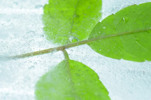 Φύλλα κατεψυγμένα σε πάγο — Φωτογραφία Αρχείου